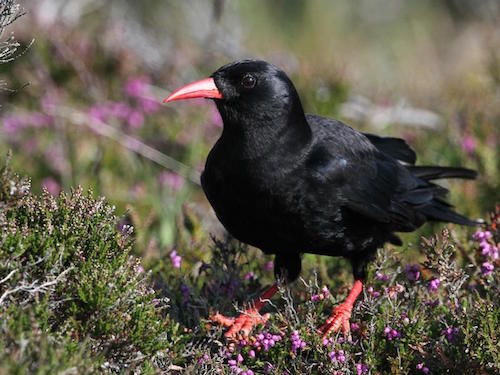 photo of chough